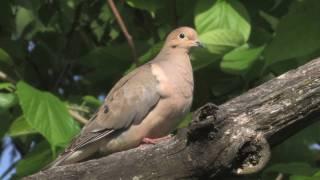 Mourning Dove Portrait