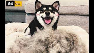 Shiba Inu Shedding