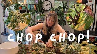 ️ Chopping my BIG Monstera Albo ️ Water Propagation & Moss Pole Chaos 