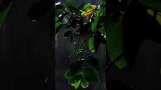 relaxing songs new 2025 #music