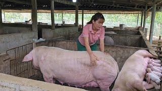 Insemination of sows.  In this way, the sow will give birth to many piglets. (Episode 161).