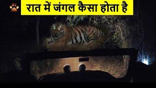 Night Safari Experience in Panna Tiger Reserve | Virtual Safari with Discover Wild Paws