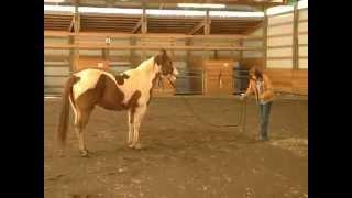 A W-Holistic Lunging of Horses Classy & Chief | W Stands for WHOLE Horse