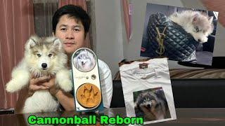 Cannonball Reborn / Meet our New Puppy #giveawaysraymundogfarm