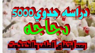 دراسه جدوي لمزرعه دواجن5000دجاجه#دجاج #مشروع_مربح