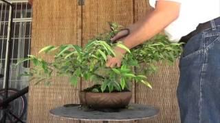 A Day in the Life of Bonsai Iligan: Restoring an overgrown Water Jasmine