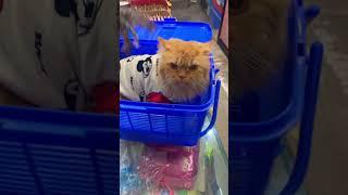 Persian cat wearing beautiful t-shirt | CATSBAE