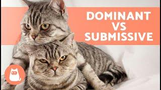 Is My CAT DOMINANT?  Behavior of DOMINANT CATS