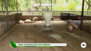 Ceba tecnificada de cerdos: La exitosa experiencia de un productor en La Guajira - La Finca de Hoy