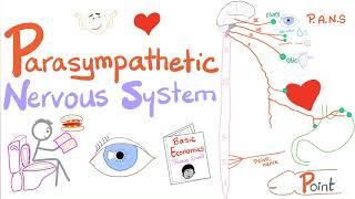 Parasympathetic Autonomic Nervous System (PANS)  - Origin, Relay, and Response - ANS  - Physiology