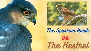 The Sparrow Hawk vs The Kestrel. Wildlife Photography