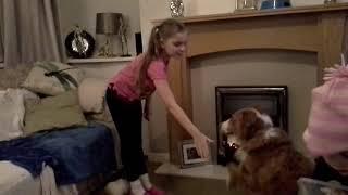 Zara traning a dog part 1