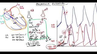 pacemaker Potentials/ Cardiac Rhythmicity/ sympathetic and parasympathetic stimulation
