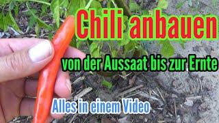 Chili anbauen von der Aussaat bis zur Ernte Chilianbau komplette Entwicklung Chili Pflanzen