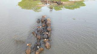 Herd of elephants swimming from one island to another | Elephants | Animals | Wildlife #elephants