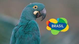 Exploring Brazil's Wonders: A Birdwatcher's Paradise