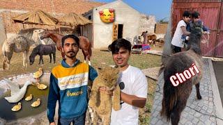 Sw Pet House Wale Waleed Aur Mamu Ka Big Zoo Visit Kia ️ Chachu Ne Waleed Ka Horse Chori Kar Lea 