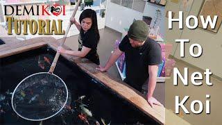 Koi Handling Tutorial: How to Net Koi (Part 1)