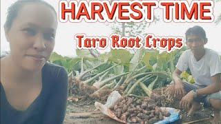 Harvesting Taro Root Crops