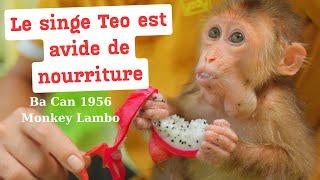 Monkey TEO is greedy for food. Ba can 1956. Lambo monkey
