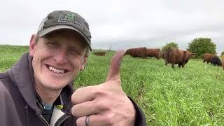 Grazing spring cover crops