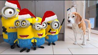 Animations in REAL LIFE vs Funny Dogs  | Christmas Minions Edition