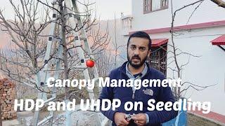 HDP and UHDP On Seedling Canopy Management