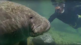 Manatees Have Bad Breath | Life Of Mammals | BBC Earth