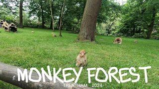 Trentham Monkey Forest,Stoke on Trent .