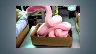 Battling "Pink Slime" - The AgriBusiness Report