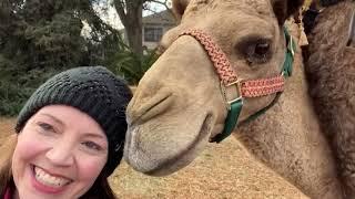 10 Minutes of Funniest Animals Best Animal Videos