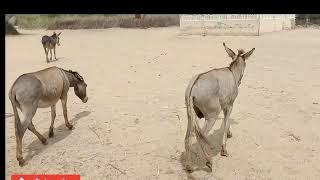 A Heartwarming Tale: Unveiling the Dance of Donkey Love"|| Donkey Love Unveiled