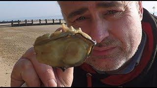 Coastal foraging sandy beach.