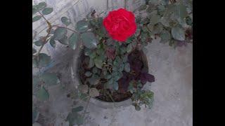 Quick Tour of Winter Roses  Garden | Terrace Garden | Swaroopa Diaries