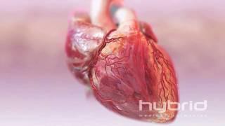 hybrid heart with blood flow HD