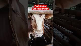 Sapi Jantan Simental Super