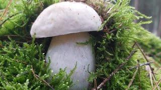 Funghi Porcini 2024 | Questi porcini  vengono da un altro pianeta!