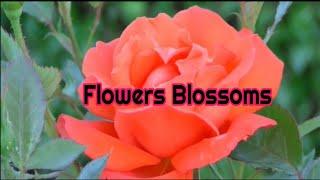 Hilarious Effective Flowers Blossoms || Relax Music.