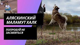 КАРЛИК И СОБАКА Приколы 2021 Приколы с животными / лучшие приколы /смешные животные