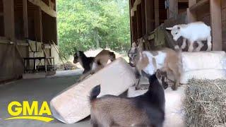Just 'kidding' around: Baby goats enjoy new 'slide' l GMA