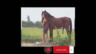manusia vs hewan||kuda