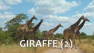 SOUTH AFRICA Giraffe (2) (Kruger national park)