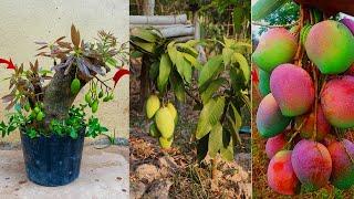 Unique Skill Propagation Mango Tree Growing Fast Use tomato Fruit