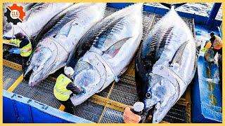 Tuna Fishermen - How Fishermen Use To Catch Millions Of Tuna For Meat - Tuna Processing in Factory