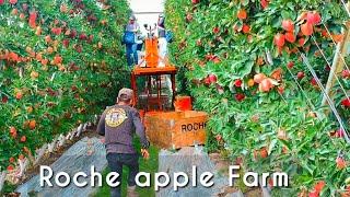 These apple trees look amazing -Modern agriculture to harvest apples