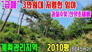 공주부동산/공주임야매매(no.3-606번."급매물-계획관리지역 임야 3만원대급매합니다")-현황상3m 포장도로접한 낮으막한 임야.평균 경사도20~25도.과실수및 산약초 재배하실분