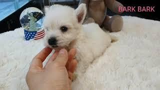 웨스트하이랜드 화이트테리어분양 [ 강아지분양 바크바크 ] westhighland whiteterrier puppy dogforsale.