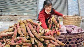 Go to the market and sell 100000 kilograms of sweet potatoes! One kilogram in 1.5 yuan in a prime l