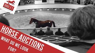 Horse Auctions - What Do We Look For? |  Dooley Thoroughbreds 