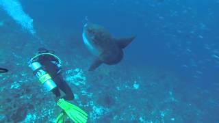 Mola Mola in Padangbai, Bali